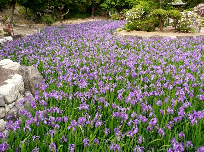 花の寺として知る人ぞ知る神戸市垂水区の多聞寺では境内の「心字池」に約３千株のカキツバタが育てられている。<br />そのカキツバタが例年より１０日ほど遅れて見ごろとなった。今年は例年にも増して青紫の花があでやかに池を埋め尽くすように咲いていた。２０日ごろまで見ごろが続くそうだ。