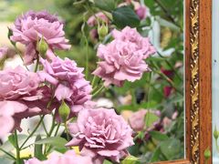 ますますロマンチックになる国際バラとガーデニングショウ2012（1）バラを使ったロマンチックな楽しみ方───天使が舞い降りるローズアベニューや和洋折衷のバラの楽しみ方＆特別展示のベルサイユのバラ等