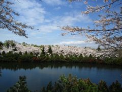 　【戸田記念墓地公園】の8,000本のソメイヨシノ、2年ぶりの満開満喫♪♪