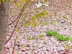 あら、もう来たの？！あれ～もう行っちゃうの？！桜前線異常有り