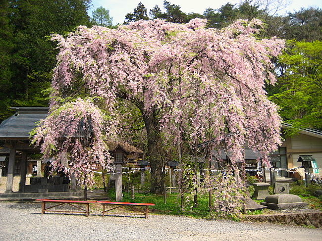 福島は白河市の南湖の畔、南湖神社の楽翁桜です。満開でした\(^O^)／<br />南湖公園ではピークを迎えた桜越しに那須連山をとてもきれいに見ることができました(^^)v<br />
