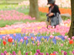 Japan　昭和記念公園　チューリップ　2012　　～ミツバチばあやの冒険～