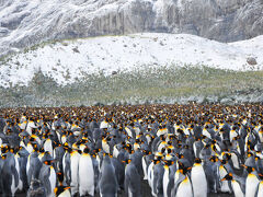 夢の南極クルーズ（６）：　サウスジョージア島のキングペンギンとアホウドリ