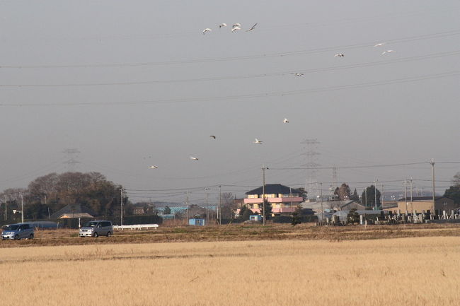 千葉県栄町に、珍鳥ソデグロヅルが出ているとの情報で見に行ってきました。<br /><br />表紙写真は、コハクチョウの飛来するのどかな栄町の田園風景です。<br /><br /><br /><br />（インターネットでの珍鳥の公開は、地元の迷惑を考慮して慎重にとの事で、今迄、掲載を差し控えていましたが、すでに居なくなってるので、地元への迷惑は無いと判断し、掲載しました。）<br /><br />※ 2015.01.26 位置情報修正