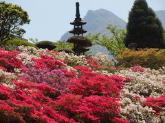 箱根ホテル花月園のツツジが満開、見頃を迎えています。２０１２年５月１９日