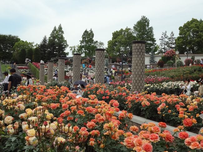 他のトラベラーさんの旅行記を見て、絶対行こうと思っていた伊丹市にある『荒牧バラ公園』に行ってきました。<br /><br />到着したのは14時を過ぎており、3か所ある駐車場は満車で、警備員さん曰く、どこも10台待ちとのことでしたが、帰り始める人たちがいて、15分待ちで駐車することができました。<br /><br />南欧風の園内は、ちょうど見頃を迎えて色とりどりのバラが咲き誇り、たくさんの人で賑わっていました。<br /><br />世界のバラ約250種１万本が植えられた立派な薔薇園なのに、無料なことに驚きです。<br /><br />写真の量が多いので、（１）と（２）に分けました。