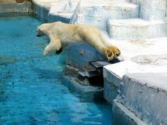 初夏のレッサーパンダ紀行【２】　天王寺動物園　タイチ君茶臼山へ！！上野から来たテンテン君には会えず！！　ホッキョクグマのゴーゴ君のおやつタイムを堪能！！