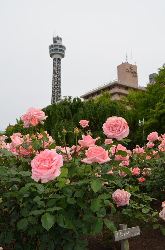 先週見頃になったという山下公園のバラを、先月買った一眼デジカメを携え、妻と見に行ってきました。<br />今までバラ園のことは意識していなかったのですが、多くの種類のバラが咲き誇っていました。見応えがありましたが、中にはもう見頃を終えた花も。曇り空が残念でした。<br />帰りに、中華街の梅蘭で焼きそばなどを食べて帰宅。ちょっとした散歩でした。<br />写真はマリンタワーを背景に「はまみらい」というバラ。