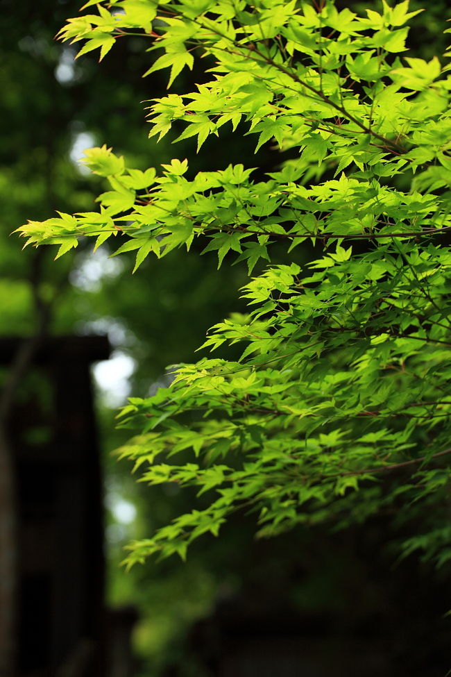 新緑を愛でに京都は嵯峨野路へ。<br /><br />野宮神社（ののみやじんじゃ）<br />祇王寺（ぎおうじ）<br />化野念仏寺（あだしのねんぶつじ）<br />愛宕念仏寺（おたぎねんぶつじ）