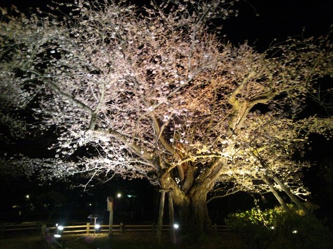 地元の花見をやりすごしてしまい、残念な桜なしの春と思っていたら・・・<br />「弘前に行ってみようか」と、また突然の夫のお誘い。<br />「え〜まだ忙しいからいいよ〜」とポーズを作りながら、コソコソと情報収集の私。<br /><br />大好きな日本海側の道を、散った桜→満開の桜→五分咲きの桜→蕾・・・と北上。<br />山形と秋田の県境あたりが満開でした。<br /><br />・・・という事は<br />（弘前はまだ早いんでないかい？そりゃそうだ）と心で思いながらも、夫の好意を最大限評価すべく春まだ浅い北国の春を愛でる旅へと行って参りました。<br /><br />本当の夫の心中は、アウトドアと車中泊を視野に入れて購入したホンダスパイク４WDで遊びたいのです。<br />で、<br />遅い昼食を道の駅「碇ヶ関」でとり、「碇ヶ関温泉」で汗を流し（汗かいてないけど）お目当ての弘前城。<br />もちろん夜桜でございます。<br /><br />さて、この弾丸旅行はどうなったでしょう？