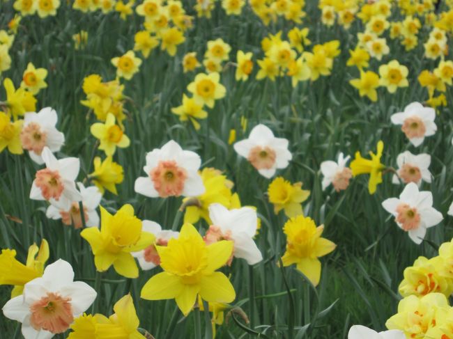 兵庫県に住む姉夫婦がテレビで琵琶湖バレイに咲く３０万球の水仙がとても見事に咲いていたのを見て、行きたい！と思い立ち一緒にいくことに・・