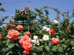 フラワーセンター大船植物園はバラとしゃくなげが満開でした