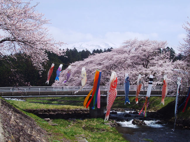 今年は例年に比べ桜の開花が遅く、見頃が心配でしたが、当日は天気にも恵まれ、ちょうど桜の満開日に「庄内さくら巡り」を楽しむことが出来ました。<br />