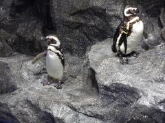 東京スカイツリータウン・ソラマチの『すみだ水族館』見学