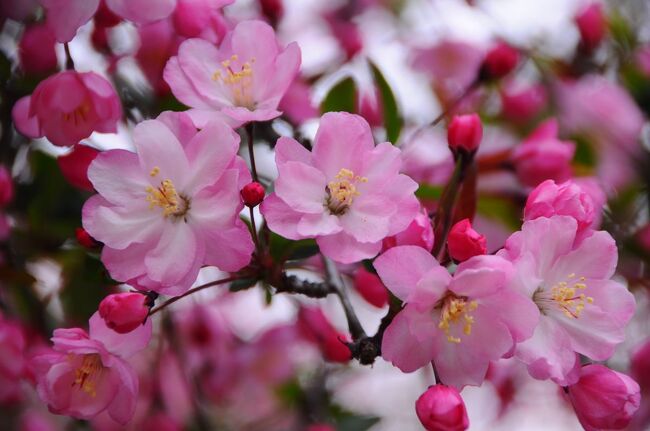 鎌倉四季物語【４月】～春の花咲く古都を歩く～