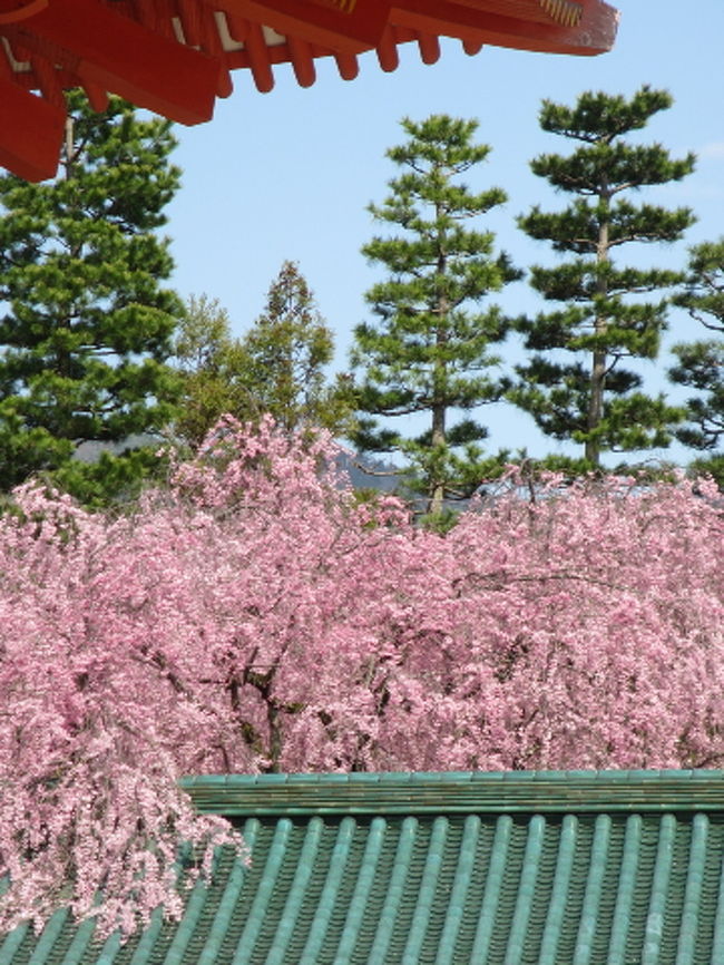 平安神宮　「神苑」<br /><br /><br /><br />見ごろを迎えた<br />「神苑」の枝垂れ桜<br /><br />それは見事でした.<br /><br /><br />■ 琵琶湖疏水 ⇒　平安神宮　⇒　二条城 ...