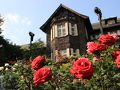 嬉し恥ずかし久しぶりの春バラと日本庭園の昼と夜の顔を楽しむ───旧古河庭園にて・その６：まぶしい日差しをまとった昼のバラ園