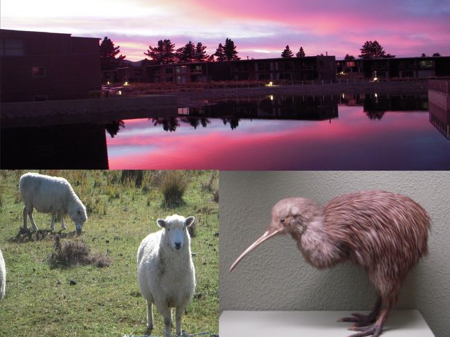 冒頭の写真は、テカポ湖の印象的な色調の夕暮れ、牧場の羊、博物館のキウイのはく製で、他には悪天候の雨天時には数千もの滝が見られるミルフォードサウンドが印象的でした。<br /><br />ニュージーランドには、人口一人あたり7頭の羊がいるそうで、2012年にニュージーランド統計局が発表しているデータによると、調査時（2011年）のニュージーランドの人口は442万人、羊の数は3110万頭でした。 <br />この数字からニュージーランドでは、１人あたり約7頭の羊がいるとことになります。<br /><br />ニュージーランドで口にしたもの<br />ラムLamb、鹿Venison、牛肉、豚肉、鮭Salmon、ムール貝Mussels、イセエビCrayfish、蛎Bluff Oyster、海老、貝類各種、魚類、野菜（あまり多くなかった）<br />フィシュ＆チップ、チーズ、キウイ、フィジョア、キウイベリー、その他果物各種、蜂蜜、ベジマイト（醗酵野菜ペースト）、フラットホワイト（カフェオレに似たもの）、L&amp;P、ポリッジ（ミルク粥）、アイスクリームなど<br /><br />ニュージーランドの風習、習慣、感想など<br />オーストラリアに隣国としての対抗意識がある<br />お札はプラスチック製<br />コインは10セントまでしかなくそれ以下の勘定は四捨五入<br />祝日のレストランは割増あり<br />飲酒運転OK（ビール一本、ワイン一杯）<br />食器を洗剤で洗った後、水ですすがない<br />普通の人でも、町中を裸足で歩いている人がいる<br />町以外の道は制限時速100km<br />羊は以前の半分位（3500万頭位）<br />鹿は高く売れる（羊の10倍位、羊は3000円位、）<br />輸出かぼちゃの90％位は日本へ<br />丸の内や日本橋の日の丸無料バスはニュージーランド製<br />王子製紙のパルプ工場が北島のNapier（ネピア）にある<br />キウイを見損なった<br /><br />トンネル４つ　NZ南島全体で<br />直線６０ｋｍ　→　道路３００ｋｍ（クイーンズタウンからミルフォードサウンドまで）<br />水道水が飲める<br />外来種の花に困っている。ルピナス、シダ　　元は白と黄の花しかなかった。<br />外来種の動物に困っている。　鹿、ウサギ、ポッサム、<br />宮崎駿が土ボタルの光に見せられて作品「天空の城ラピュタ」に取り入れた。<br /><br /><br />今回はＪＡＬパック「I’ll」の「NZのゴールデンルートを堪能する南島紀行１０日間＋１日間〈NZ航空利用〉」に参加しての旅行でした。<br /><br />