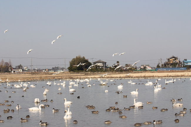 栄町でソデグロヅルを見た帰りに印西市の「本埜(もとの)白鳥の郷」に立ち寄り、バードウォッチングを楽しみました。<br />白鳥の群れに混じって、シジュウカラガンとオオヒシクイが見られました。<br /><br />表紙写真は、「本埜白鳥の郷」の風景です。<br /><br />※ 2015.01.14 位置情報修正