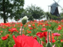 ひらひら可憐な花びらの、真っ赤なポピー畑！