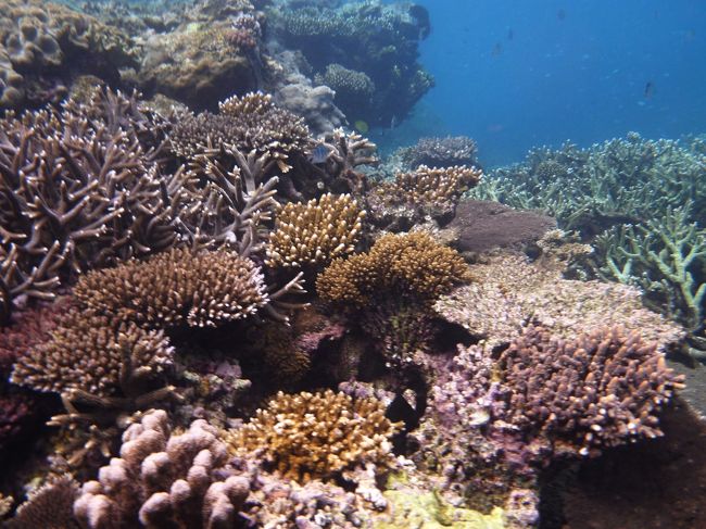 2012年のゴールデンウィークに行ってきましたケアンズ旅行の旅行記、後半です。<br />前半は世界遺産の熱帯雨林キュランダを中心とした山と動物編に続き、今回は世界遺産の海、グレート・バリア・リーフです。<br />ここでは本当に生きている珊瑚を見ることができました。<br />今回は海の中から、遊覧飛行のセスナ機から、最後は日本へ帰国中の旅客機からと様々な角度からGBRを堪能できました。<br />それでは旅行記後半、早速行ってみます。<br />