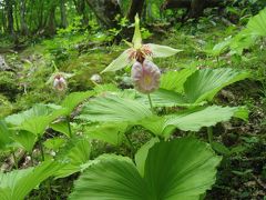 山の新緑　　鈴鹿北部　　神秘的な野生のお花に癒されて