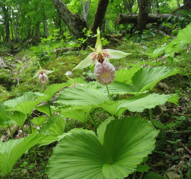 新緑がとっても気持ちのいい季節<br /><br />いつもの山仲間　お師匠さんの案内で奥山懐に咲く神秘的な花を目的にみちるさんご夫妻と一緒に歩いてきました。<br /><br />小鳥の囀り、アカゲラの木をつつく音を聴き、シマリスもちょこちょこ顔出し<br />待望のクマガイソウの自生に出会うことができました。<br /><br /><br />★　ご同行いただいたみちるさんの旅記です<br />　　ぜひご一緒に<br />　　<br /><br />http://4travel.jp/traveler/0707tazu/album/10673654/