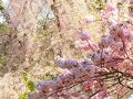 ２０１２観桜最終章～有珠善光寺境内と自然公園