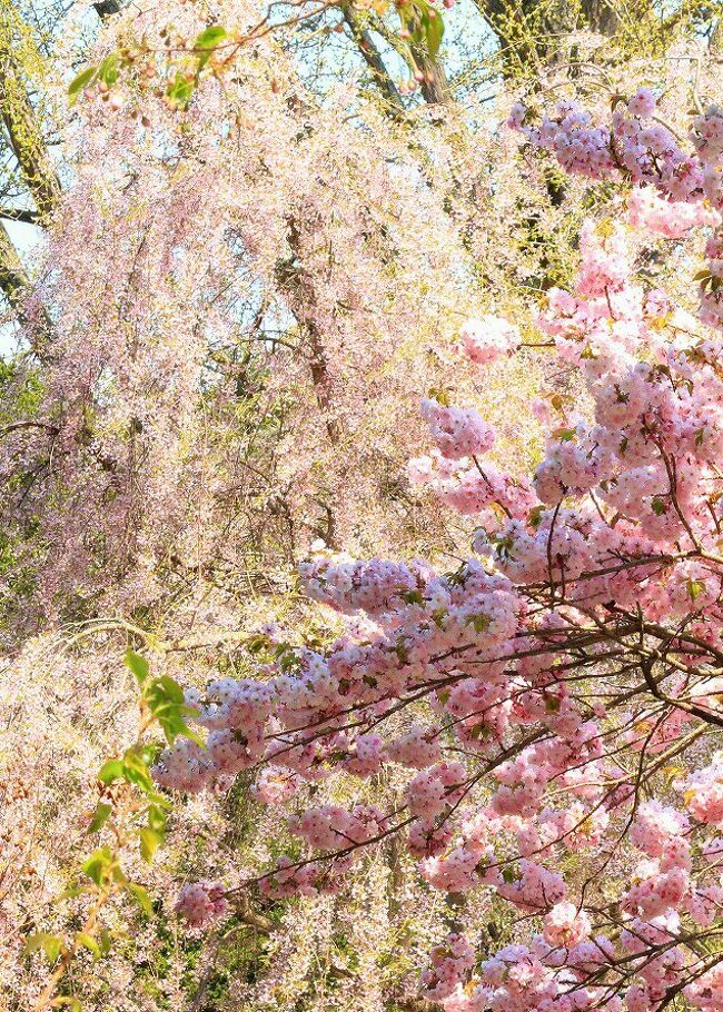 道東根室にやっと桜前線が到達し、いよいよ今年も桜の季節に終わりを告げる頃となりました。<br />桜に変わって、ライラックが香る季節になり、藤の花もほころび、北海道に花が溢れる時節です。<br />それでも、２０日、どうしても出かけたくなった花の寺。まだ見ごろに間に合いそう。<br />お天気もよく暖かいし、絶好のお花見日和、高速にのって、久々のドライブ。<br />果たして、お寺の桜は？？２年前に、御衣黄が咲いているという情報に反応して初めて訪れた所。<br />御衣黄も枝垂桜も見事に咲いているではありませんか！<br />時折風に散る花びらも風情があって、大満足の今年最後の観桜となりました。<br /><br /><br />http://4travel.jp/traveler/amiapi12/album/10465009/<br />2010年に訪れた時の旅行記です