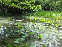 京都御苑のとんぼ池のモリアオガエルの卵
