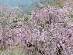 散り際の桜を古城に愛でる　～小諸城址と軽井沢雲場池～