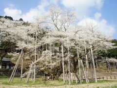 日本三大桜　淡墨桜の里を訪ねて