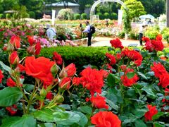 五月の薔薇☆ 埼玉・伊奈ばら園散策♪