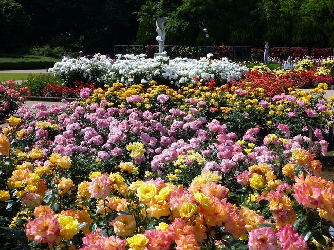 毎年恒例、神代植物公園「春のバラフェスタ」<br /><br />今年はなかなか仕事が落ち着かないし、人出も凄そうだから無理かなぁと<br />諦めかけておりましたが、今日は朝から爽やか良い天気♪<br />やっぱり出かけたくなっちゃいますよね（笑）<br />しかも「春のバラフェスタ」は本日が最終日。間に合ってよかった〜！<br /><br />それでは「春のバラフェスタ ｉｎ 神代植物公園」の始まり始まり〜♪<br />