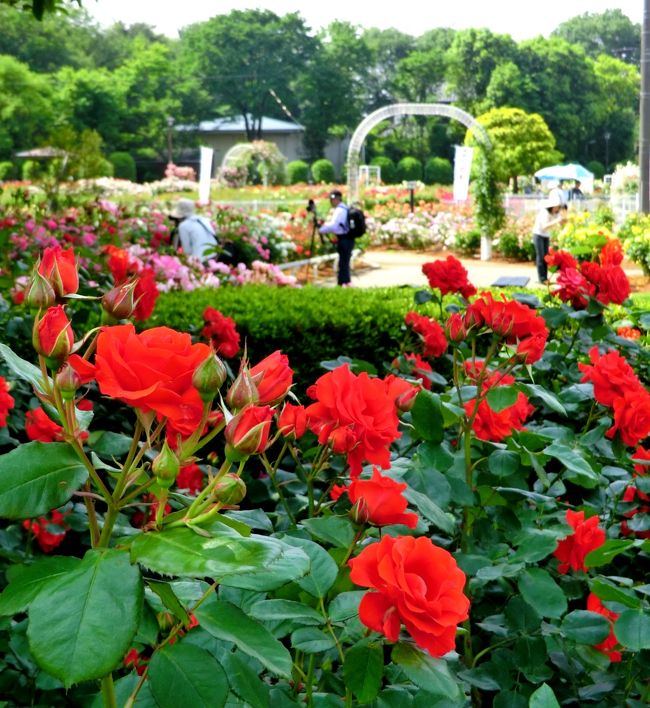 美しい五月の薔薇が大好きなので、<br />この時期は桜の追っかけが終わると、次は。。<br />花の女王・薔薇を追いかける日々が六月まで続きます♪<br />関東近県でも薔薇の開花は様々で（近年は種類も多くて。。）<br />長い期間、楽しめるようになりましたね。<br /><br />「埼玉県内最大のバラ園」と評判の、<br />伊那町制施行記念公園にある「ばら園」に行きました♪<br />約３００種類・４５００株以上の華麗なバラが<br />まさに満開のときを迎えて、甘〜い香りが仄かに漂うばら園を、<br />ウットリと散策しながら、写真を沢山撮ってきました♪ <br /><br />バラの名前は殆ど覚えられず（笑）<br />色・形・優雅な花びらの巻き具合・そして香りを堪能し、<br />リラクゼーションの一時をすごしました♪<br /><br />コースは<br />大宮駅（ニューシャトル）→内宿（終点）→歩１０分でバラ園着☆<br />大宮駅の窓口で期間中・バラ園入場券付フリー切符７５０円を販売しています☆ 私も利用しました。<br /><br />そんな訳で。。バラの名前解らないのですが（笑）<br />もし詳しい方がいらしたら、教えていただけると有難いです☆<br /><br />優雅で美しい花の女王様たちを、お楽しみくださいね☆