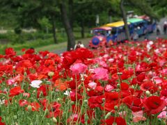 輝いて　ポピーの丘に　花あふれ