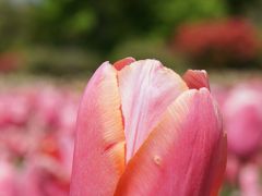 レンタカーで巡る九州旅のススメ☆B級グルメとお花畑 前編