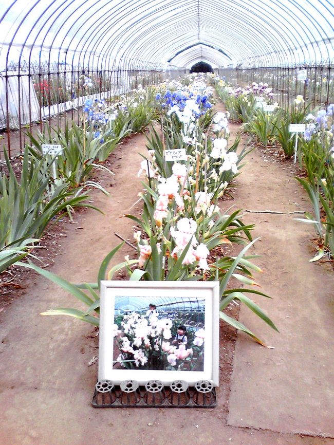 私の住んでいるところの近くに菖蒲園があります無料で入れます<br />毎年今頃快晴されます私は日本の菖蒲だと思いましたが菖蒲はアメリカからの輸入品ばかりでした<br />ジャーマンアイリスと言う菖蒲がほどんとでした