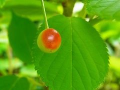 甦った三宅島 緑の島に。 その1