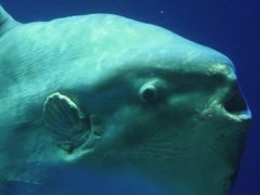 こどもを連れて電車で日帰り小旅行　（サンシャイン水族館編）