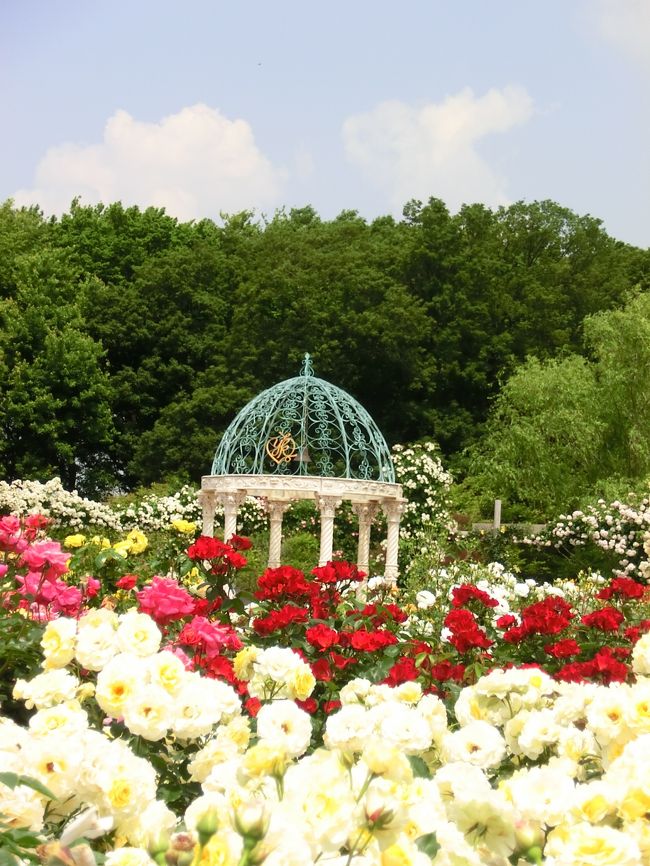 去年はすっかり出遅れて、一番バラが終わった６月下旬に行った京成バラ園。<br /><br />今年こそはバラのピークに行くべしと、早くからネットで開花状況をチェックしていました。けれど、京成バラ園ＨＰの開花状況の写真は毎日更新されるわけではないんです。<br /><br />５月15日の情報では、見頃はまだまだみたい。今年は冬が寒かったからバラも遅いのかもと、５月29日のスケジュールを空けて待っていたら、５月22日の更新ではいやもうびっくり、一斉に咲き始めたとの情報。え〜っ！<br /><br />しまったなぁ。５月29日では遅いかも〜。また出遅れか？焦ります〜。おまけに前日にはゲリラ豪雨。バラは散ってしまったんじゃないかと心配しながら行きました。<br /><br />ところが、バラというのは一度に咲き切るわけではなく、次々に蕾が開いてくるので見頃が長く続くようです。いざ行ってみると、花がぎっしりついて華やかなこと。咲き始めの時期の若々しさこそありませんが、逆に花数が多く、満開の豪華絢爛なバラ園の姿を見ることができました。<br /><br />1000種7000株のバラを誇る京成バラ園。<br />どこを見てもバラだらけ。<br />手入れが行き届いているだけあって、花つきがまたすごいんです。<br /><br />京成バラ園の整形式庭園はあまりに整然としていて面白味には欠けると思っていましたが、今回行ってみて、その意見を訂正したいと思います。7000株のバラが一斉に咲く見事さは半端じゃありません。庭園としての味気なさは圧倒的な迫力で補えるものだとわかりました。<br />やっぱりすごい、京成バラ園。<br /><br />訪れた人は皆、感激の様子でした。<br /><br />〜＊〜＊〜＊〜＊〜＊〜＊〜＊〜＊〜＊〜＊〜＊〜＊〜＊〜<br /><br />2012年スペシャルローズウィーク（５/18〜６/10）の期間中は、<br />平日は９時〜18時<br />土日は６時〜18時<br />入園料（この時期に限り、スタンプをもらって再入園可能な一日フリーパスとなる）：大人1200円　65歳以上のシニア800円<br />他の時期は入園料はもっと安くなります。