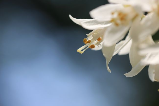 初夏の白花───ウツギ。<br />これが撮りたかったから、本日の撮影散策のターゲットは新宿御苑にしました。<br /><br />エゴノキも撮りたかったけれど、これは見当たりませんでした。<br />カルミアは、満開ならびっしりと花が咲いているはずなのに、ちょろっとしかなくて、拍子抜けでした。<br /><br />本日５月27日の撮影散策のターゲットは迷いました。<br />バラ園めぐりの中休みに、昭和記念公園のシャーレーポピーを見に行こうかと思ったけれど、各地のバラ園のバラたちは、待ってくれそうにありません。<br /><br />そのバラ園も、どこにしようか、選択肢がありすぎて迷いました。<br />そろそろ京成バラ園に行ってもよいかと思いましたが、早起きできる自信もなければ、夕方、所用があるのに、それに間に合うように撮影を切り上げられる自信もありませんでした。<br /><br />そんなときに目をつけたのは、先週検討してバラ撮影散策にはまだ早そうと思ってやめた新宿御苑でした。<br />公式ブログをチェックしてみたら、初夏の白花のウツギやエゴノキやカルミアの写真を撮りたくなったのです。<br /><br />ウツギもエゴノキもカルミアも、今までなら自宅近辺で不自由せず、わざわざ新宿御苑まで撮りに行かなくても、と思ったかもしれません。<br />だけど、自宅にあったウツギは、お庭事情で去年刈り取ってしまい、今年はもう花は望めません。<br />エゴノキのある雑木林は、去年大幅に縮小されて、宅地化されました。<br />カルミアは……よそさまのお宅の庭先なので、一眼レフを持参してじっくり撮るには不向きです。<br /><br />ウツギとエゴノキを求めて、今回、初めて、母と子の森に足を運びました。<br />目当ての花のうち、ウツギ以外は期待外れでしたが、どこもかしこも、公園でくつろぐ人々の姿ですら絵になる景色と、すがすがしい緑と新宿御苑ならではの森林浴で、十分おつりが出るくらいでした。<br /><br />もちろん、ハイライトのバラ園も忘れてはなりませんが、その写真は後編とし、前編であるこの旅行記ではバラ園で撮った以外の写真でまとめました。<br /><br />＜初夏の緑と白とバラの季節の新宿御苑の旅行記シリーズ構成＞<br />■（前編）母子がつどう森と和の庭園で白花のウツギやカルミアを求めて<br />□（後編）満開で熟女の彩り豊かなバラ園<br /><br />新宿御苑公式サイト<br />http://www.env.go.jp/garden/shinjukugyoen/<br />