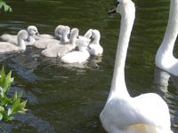 白鳥の赤ちゃんたち＠ランブイエ城 / Baby Swans, Rambouillet