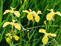 2012春、刈谷地区のカキツバタと花菖蒲(3/4)：洲原池の花菖蒲、キショウブ園、ダイサギ