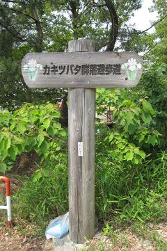 2012春、刈谷地区のカキツバタと花菖蒲(1/4)：小堤西池群生地のカキツバタ(その1)