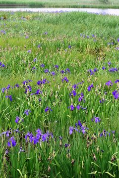 2012春、刈谷地区のカキツバタと花菖蒲(2/4)：小堤西池群生地のカキツバタ(その2)