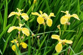 2012春、刈谷地区のカキツバタと花菖蒲(3/4)：洲原池の花菖蒲、キショウブ園、ダイサギ