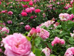 子どもと一緒に走る、美しくも気高きバラが咲き誇る可児・花フェスタ記念公園～幼き頃に思いを馳せながら～