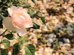 初夏の緑と白とバラの季節の新宿御苑（後編）満開で熟女の彩り豊かなバラ園