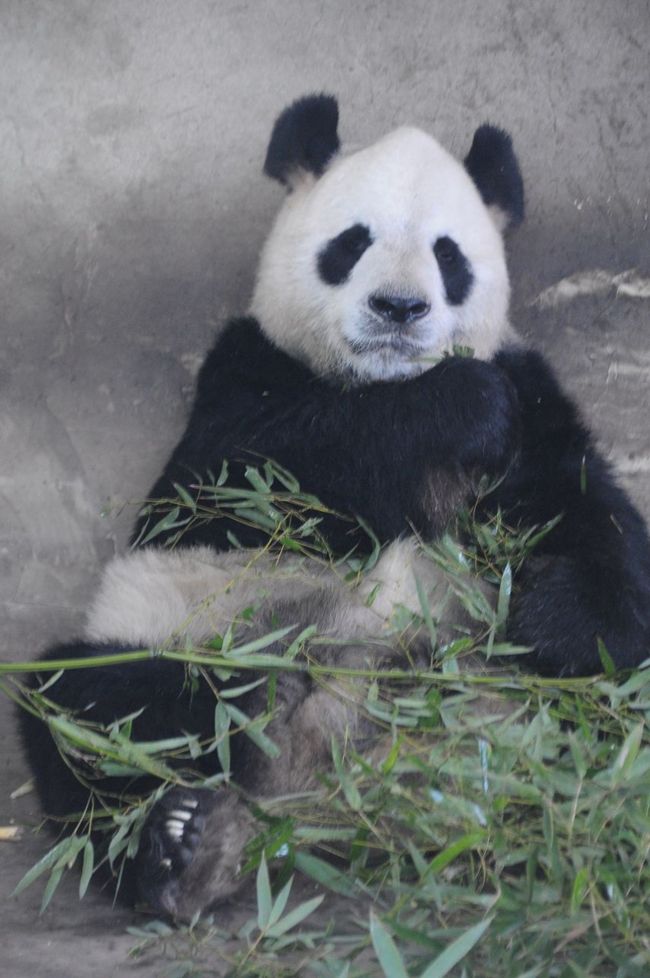 上海生活も4年と数カ月になりますが、<br />今回初めて上海動物園に行ってきました！<br />もちろんお目当てはパンダです★<br /><br />パンダ館に到着したのが餌付けの時間だったので<br />ぬぼーーーーーっと寝ているパンダだけでなく<br />むしゃむしゃ笹の葉を食べているパンダも見られて<br />とても癒されました★